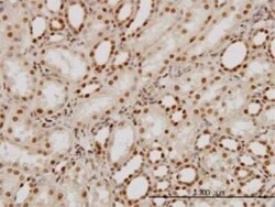 PTBP1 Antibody (3H8), Novus Biologicals 0.1 mg | Buy Online | Novus Biologicals | Fisher Scientific