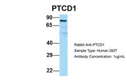 PTCD1 Rabbit anti-Human, Polyclonal, Novus Biologicals 0.1 mL; Unconjugated:Antibodies,