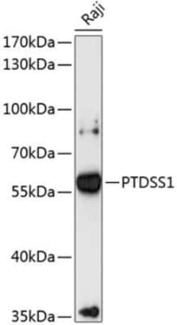 PTDSS1 Antibody - Azide and BSA Free, Novus Biologicals 0.1 mL; Unconjugated:Antibodies,