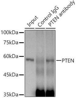 PTEN Rabbit anti-Human, Mouse, Rat, Clone: 7O6F4, Novus Biologicals 100