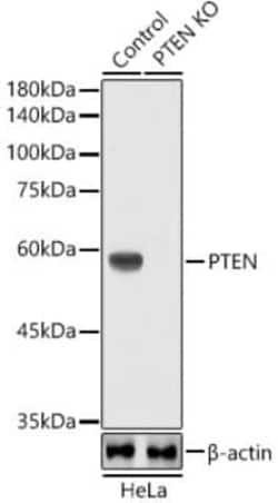PTEN Rabbit anti-Human, Mouse, Rat, Clone: 7O6F4, Novus Biologicals 100