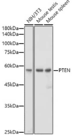 PTEN Rabbit anti-Human, Mouse, Rat, Clone: 7O6F4, Novus Biologicals 100