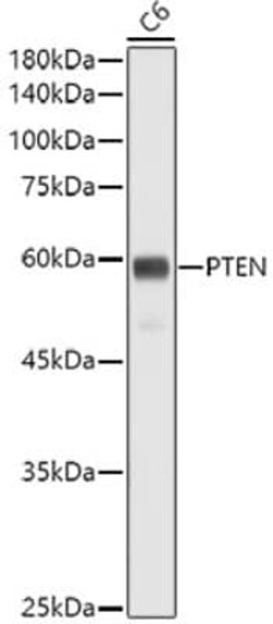 PTEN Rabbit anti-Human, Mouse, Rat, Clone: 7O6F4, Novus Biologicals 100