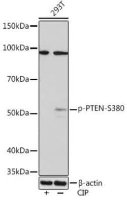 PTEN Rabbit anti-Human, Clone: 2E8X8, Novus Biologicals:Antibodies:Primary