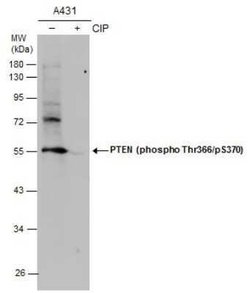 PTEN, p Thr366, p Ser370 Antibody, Novus Biologicals 100 &mu;g | Buy Online | Novus Biologicals | Fisher Scientific