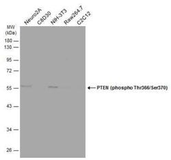 PTEN, p Thr366, p Ser370 Antibody, Novus Biologicals 100 &mu;g | Buy Online | Novus Biologicals | Fisher Scientific