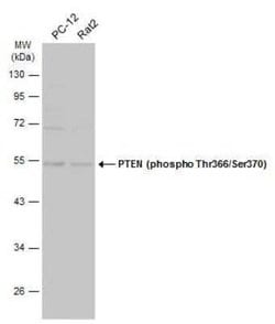 PTEN, p Thr366, p Ser370 Antibody, Novus Biologicals 100 &mu;g | Buy Online | Novus Biologicals | Fisher Scientific