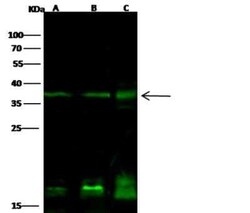 PTF1A Antibody, Novus Biologicals:Antibodies:Primary Antibodies