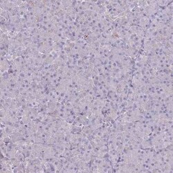 PTGDR Rabbit anti-Human, Polyclonal, Novus Biologicals 100 &mu;g | Buy Online | Novus Biologicals | Fisher Scientific