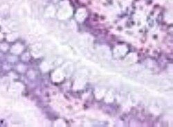 PTGDR Antibody - BSA Free, Novus Biologicals 0.05 mL, Unconjugated:Antibodies,