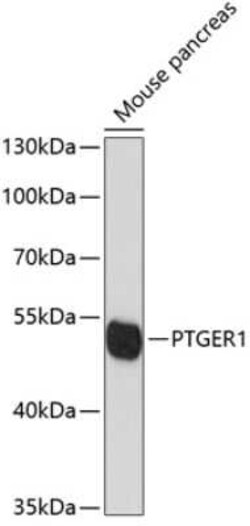 PTGER1 Antibody - Azide and BSA Free, Novus Biologicals 0.02 mL; Unconjugated:Antibodies,