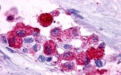 PTGER3 Antibody, Novus Biologicals 50 &mu;g | Buy Online | Novus Biologicals | Fisher Scientific