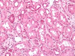 PTGER3 Antibody, Novus Biologicals 50 &mu;g | Buy Online | Novus Biologicals | Fisher Scientific