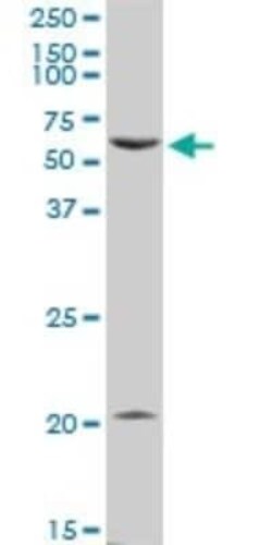 PTGER4/EP4 Antibody, Novus Biologicals 0.1 mg | Buy Online | Novus Biologicals | Fisher Scientific