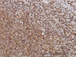 PTGIR Antibody (4B10), Novus Biologicals 0.1 mg | Buy Online | Novus Biologicals | Fisher Scientific