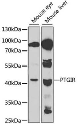 PTGIR Antibody - BSA Free, Novus Biologicals 0.1 mL; Unconjugated:Antibodies,