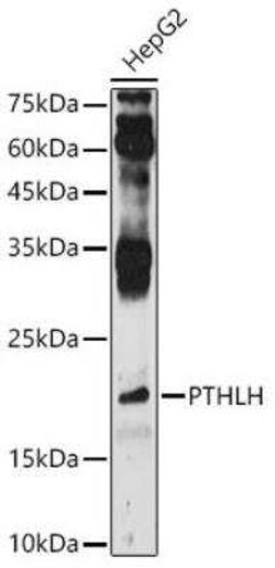 PTHLH/PTHrP Antibody - BSA Free, Novus Biologicals 0.1 mL; Unconjugated:Antibodies,
