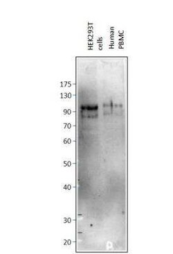 PTIP Antibody, Novus Biologicals 100 &mu;g; Unconjugated:Antibodies, Polyclonal