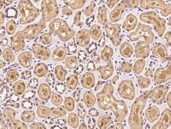 PTP-MEG2/PTPN9 Antibody, Novus Biologicals:Antibodies:Primary Antibodies