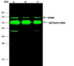 PTP-MEG2/PTPN9 Rabbit anti-Human, Polyclonal, Novus Biologicals 100 &mu;g | Buy Online | Novus Biologicals | Fisher Scientific