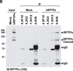 PTP sigma/PTPRS Antibody (1H6), Novus Biologicals 0.1 mg | Buy Online | Novus Biologicals | Fisher Scientific
