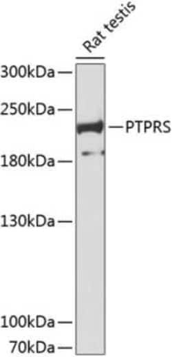 PTP sigma/PTPRS Antibody - Azide and BSA Free, Novus Biologicals 0.02 mL,