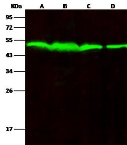 PTP1B/PTPN1 Rabbit anti-Human, Clone: 226, Novus Biologicals:Antibodies:Primary