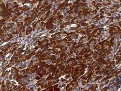 PTPMT1 Antibody, Novus Biologicals:Antibodies:Primary Antibodies