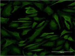 Novus Biologicals PTPN12 Antibody (4G6), Novus Biologicals 0.1 mg | Buy Online | Novus Biologicals&trade; | Fisher Scientific