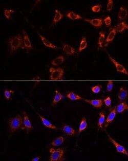 PTPN13/PTPL1 Antibody - Azide and BSA Free, Novus Biologicals 0.02 mL;
