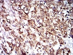 PTPN14/PTPD2 Antibody (2B3H7) - BSA Free, Novus Biologicals 0.1 ml; Unconjugated:Antibodies,