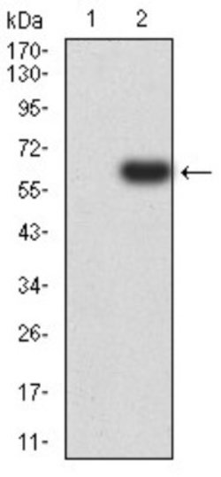 PTPN14/PTPD2 Antibody (2B3H7) - BSA Free, Novus Biologicals 0.1 ml; Unconjugated:Antibodies,