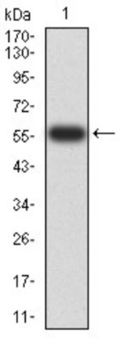 PTPN14/PTPD2 Antibody (2C12E3) - BSA Free, Novus Biologicals 0.1 ml; Unconjugated:Antibodies,