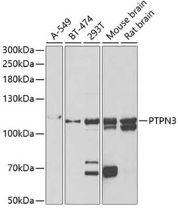 PTPN3 Antibody - BSA Free, Novus Biologicals 0.1 mL; Unconjugated:Antibodies,