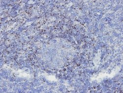 SHP-1 Mouse anti-Human, Mouse, Rat, Clone: B5-A4, Novus Biologicals 100&mu;L:Antibodies,