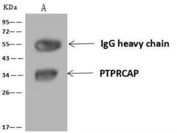 PTPRCAP Antibody, Novus Biologicals 50 &mu;g; Unconjugated:Antibodies,