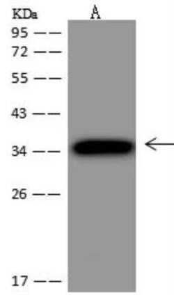 PTPRCAP Antibody, Novus Biologicals 50 &mu;g; Unconjugated:Antibodies,
