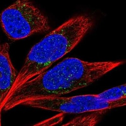 PTPRD Antibody, Novus Biologicals:Antibodies:Primary Antibodies