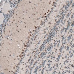PTPRD Antibody, Novus Biologicals:Antibodies:Primary Antibodies