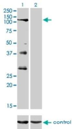 Novus Biologicals PTPRN2 Antibody (7F8), Novus Biologicals 0.1 mg | Buy Online | Novus Biologicals&trade; | Fisher Scientific
