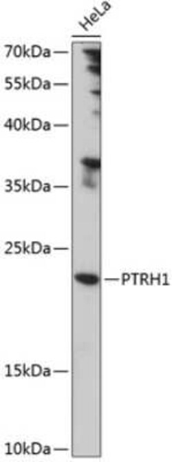 PTRH1 Antibody - Azide and BSA Free, Novus Biologicals:Antibodies:Primary