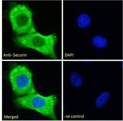 PTTG1 Antibody, Novus Biologicals 100 &mu;g Unconjugated:Antibodies, Polyclonal