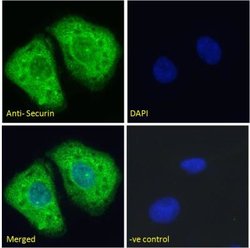 PTTG1 Antibody, Novus Biologicals 100 &mu;g Unconjugated:Antibodies, Polyclonal