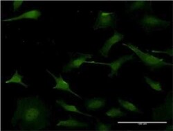 PURA Antibody (3F10), Novus Biologicals 0.1 mg | Buy Online | Novus Biologicals | Fisher Scientific