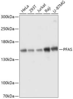 PURL Antibody - Azide and BSA Free, Novus Biologicals 0.02 mL; Unconjugated:Antibodies,