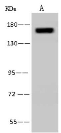 PURL Antibody, Novus Biologicals:Antibodies:Primary Antibodies