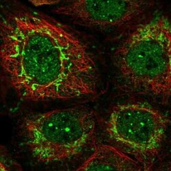PUS10 Antibody, Novus Biologicals:Antibodies:Primary Antibodies