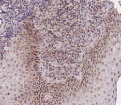 PUS10 Antibody, Novus Biologicals:Antibodies:Primary Antibodies