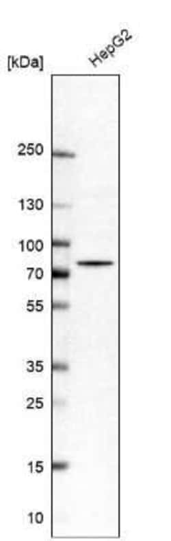 PUS10 Antibody, Novus Biologicals:Antibodies:Primary Antibodies