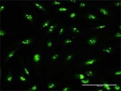 PWP2H Antibody, Novus Biologicals 0.1 mg | Buy Online | Novus Biologicals | Fisher Scientific